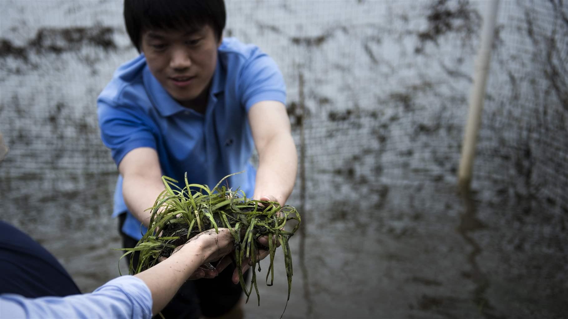 A staff member from the Chinese embassy helps plant seagrass in the Potomac River, a tributary of the Chesapeake Bay, at Mason Neck State Park on June 5, 2017, in Lorton, Virginia.