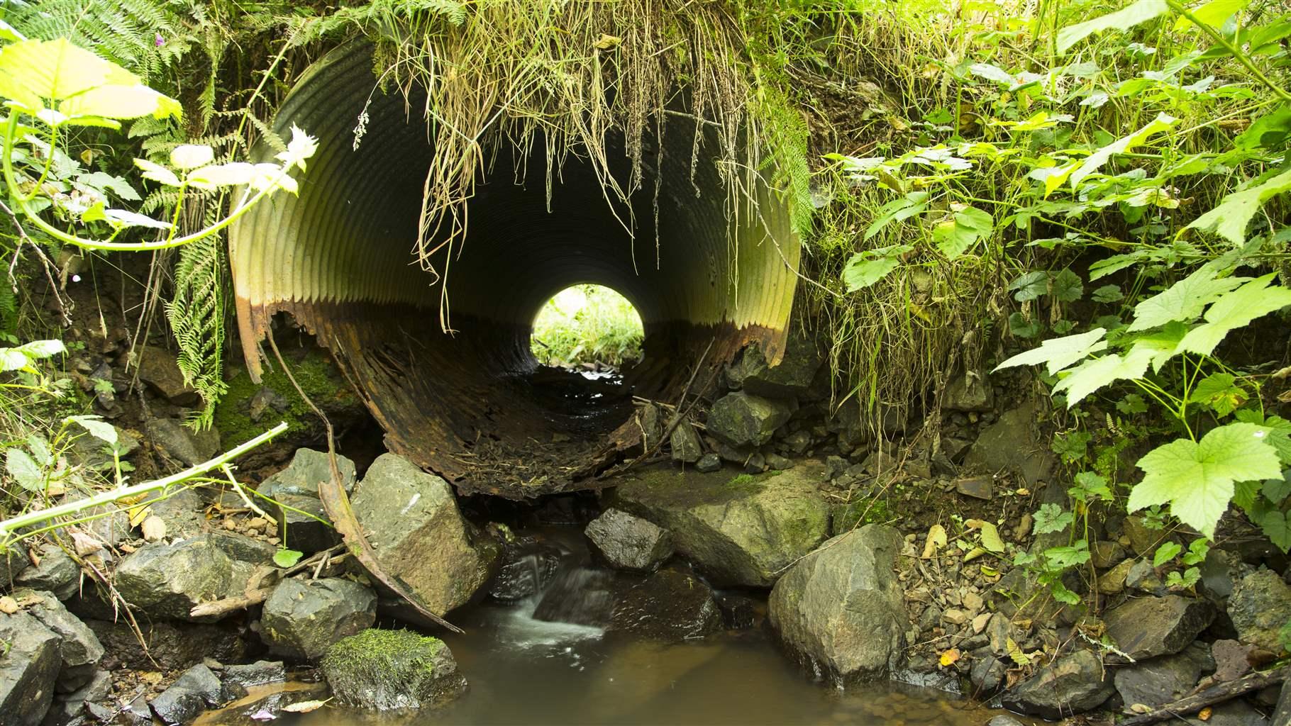 This culvert on Tomlinson Creek in northwestern Oregon was removed in 2020. Culverts and other barriers can impede fish migration and passage, trap sediments that are crucial for maintaining physical processes and downstream habitats, and harm water quality by decreasing oxygen levels