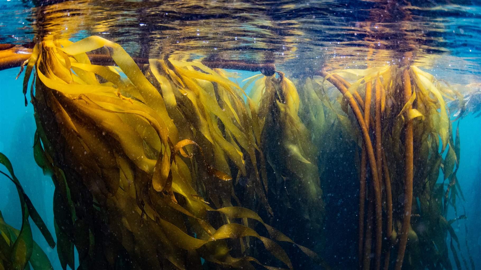 california, kelp