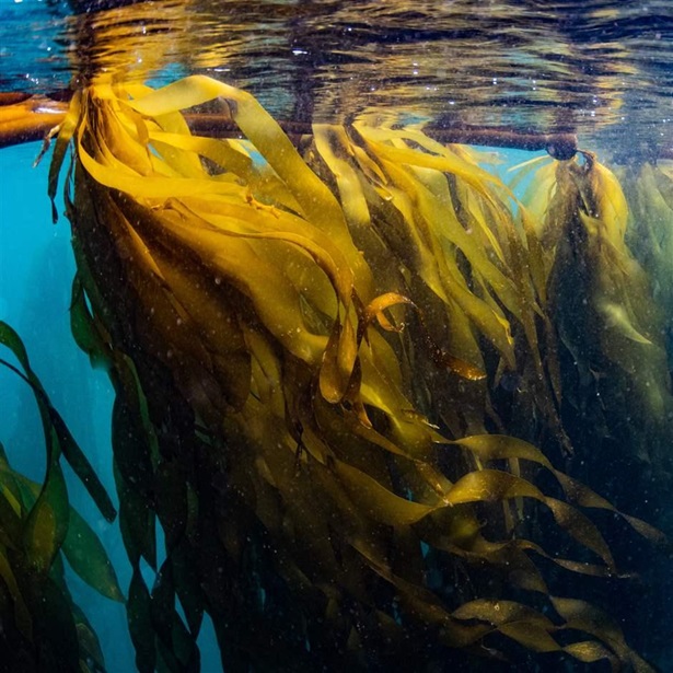 california, kelp