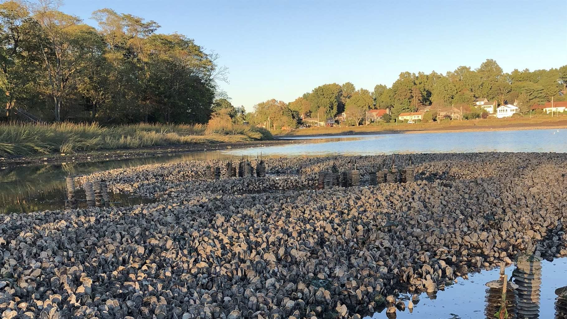 Natural oyster reefs in Connecticut