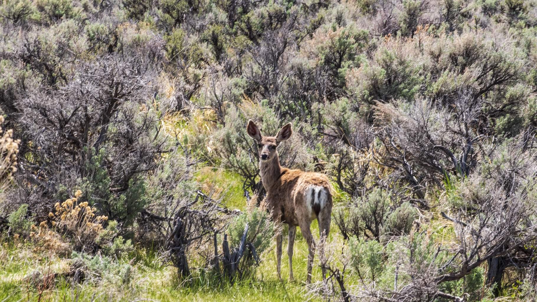 Wildlife, Crossing, Migration, American West, US Lands, antelope, ruby mountains, east humboldt range, nevada