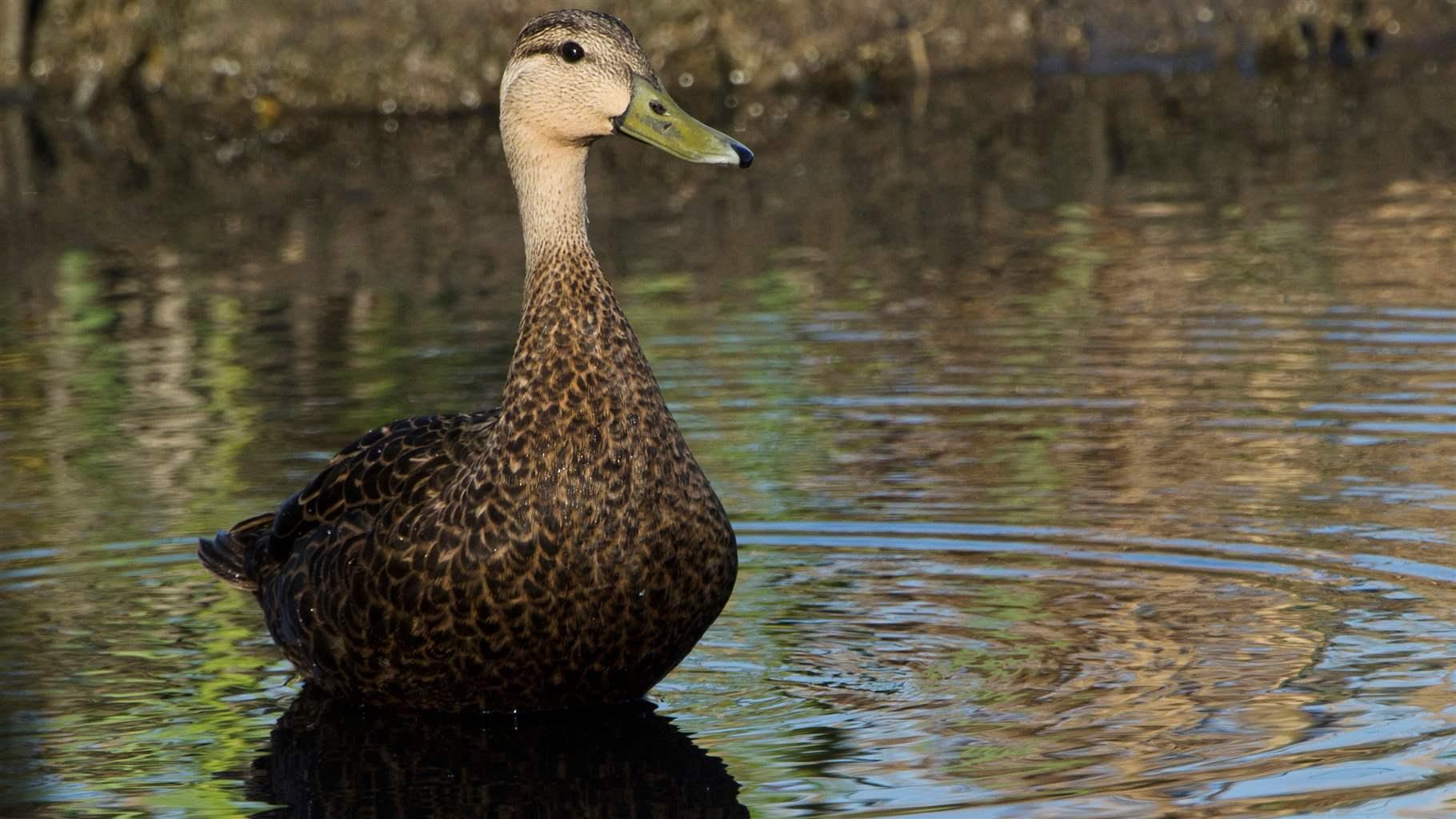 mottled duck