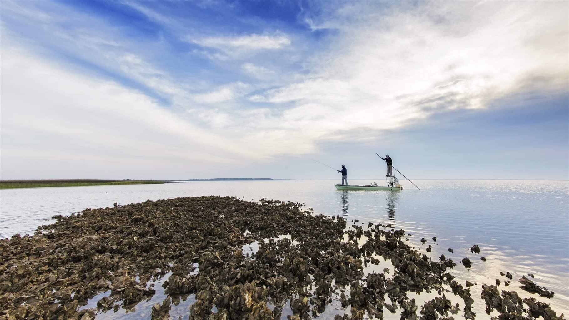 Salt marsh