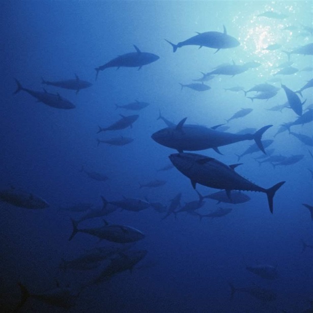 game fish, giant bluefin tuna, Thunnus thynnus, Italy, Mediterranean