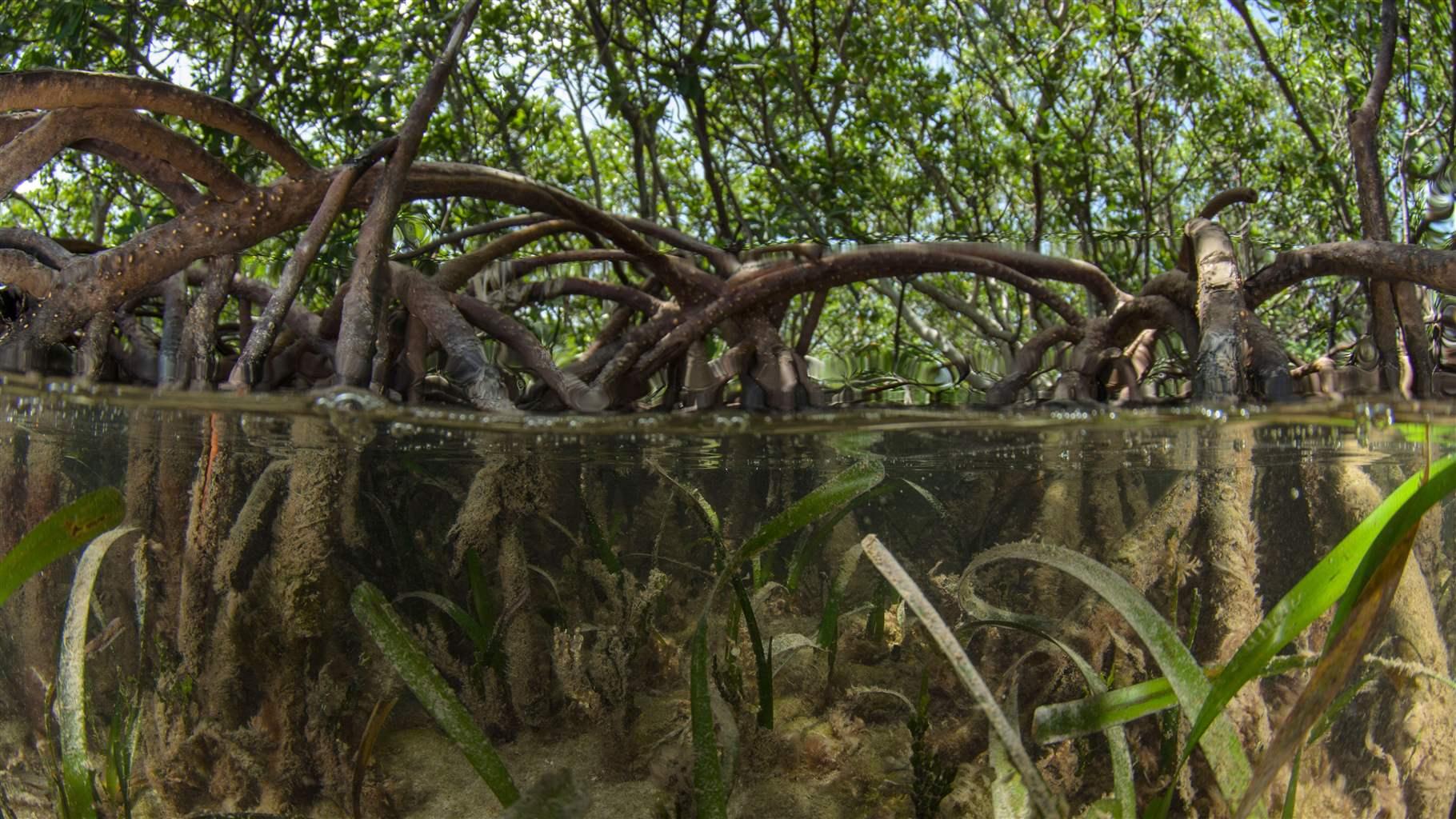 Red mangroves 