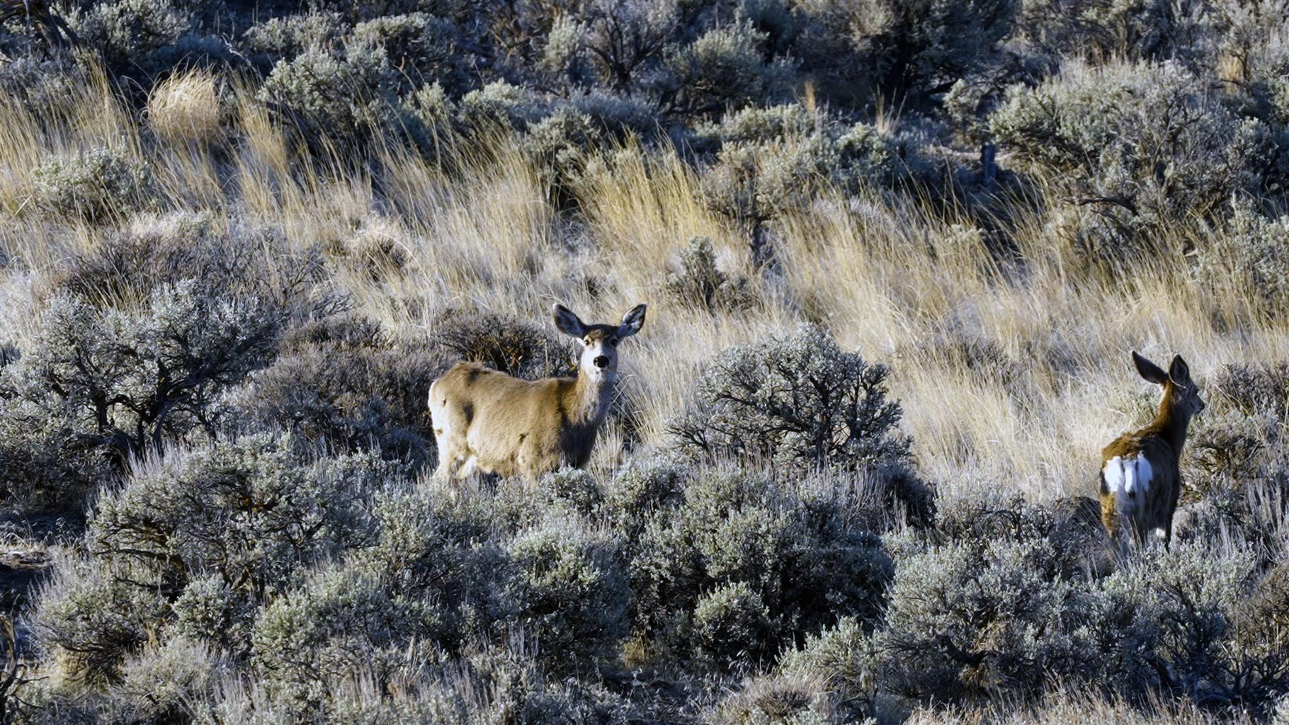 Mule deer graze along a stretch of Highway 20 in Malheur River Canyon in eastern Oregon. After analyzing data from collars, the Burns Paiute Tribe found that mule deer populations have declined by 20% to 40% in the Malheur Canyon area. 