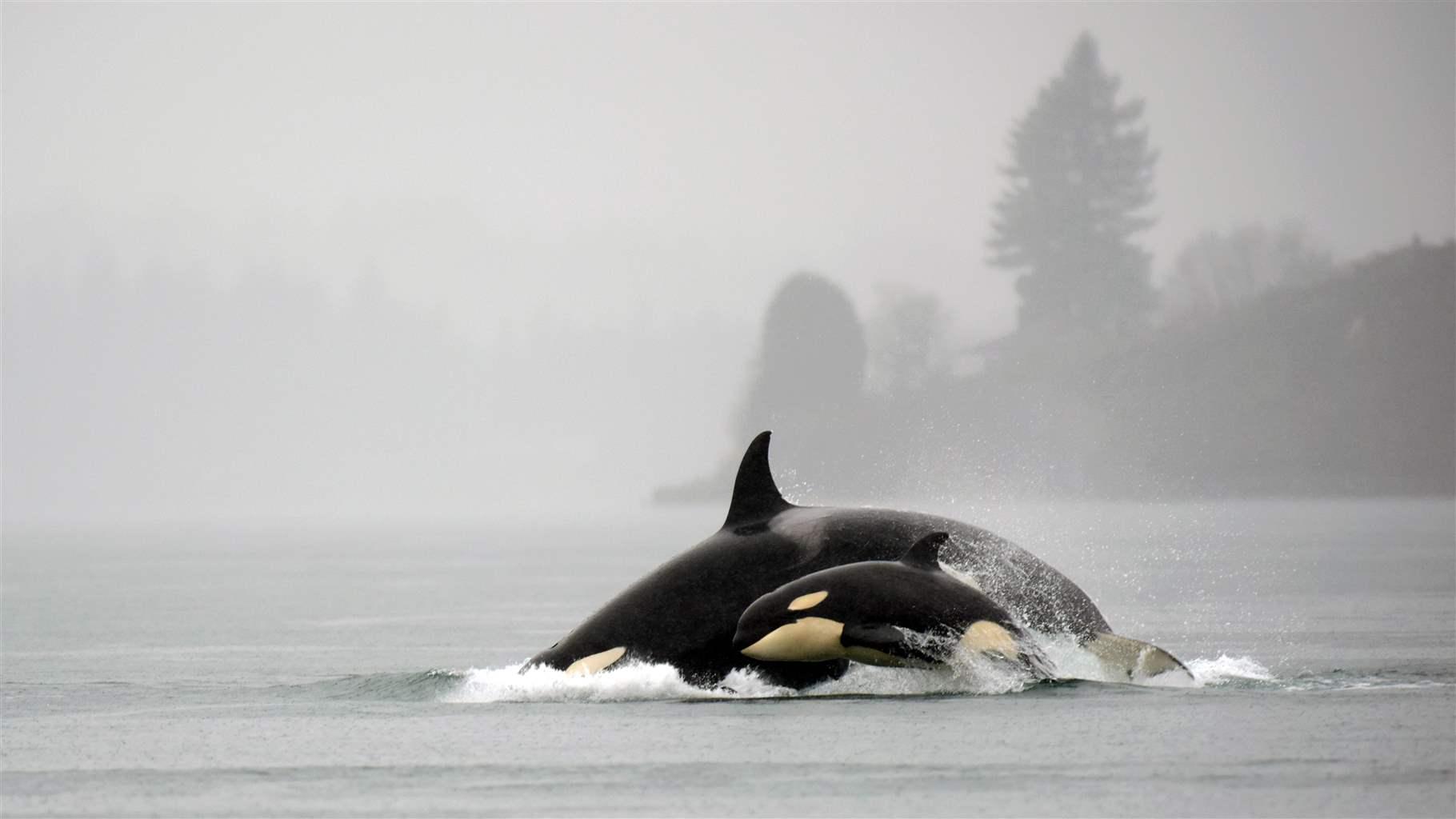 Orca whales depend on salmon that spawn in rivers in Washington state. 
