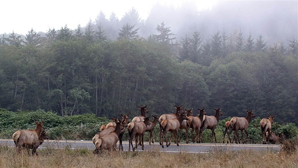 Migrating wildlife all too often must cross well-traveled roads and highways when following their ancient corridors. 