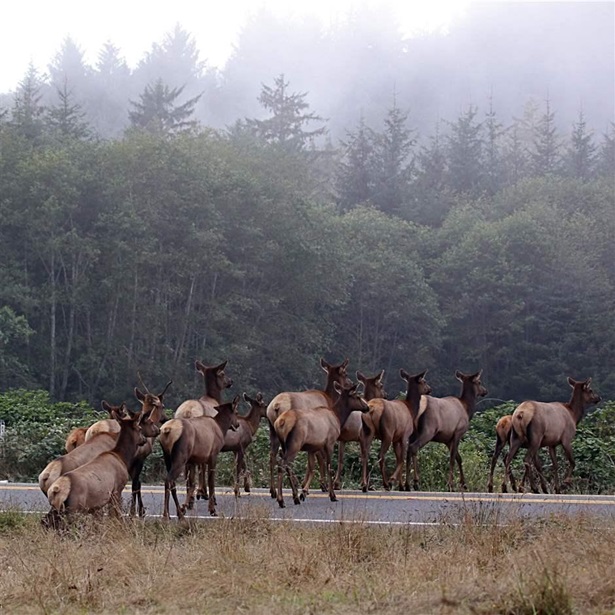 Migrating wildlife all too often must cross well-traveled roads and highways when following their ancient corridors. 