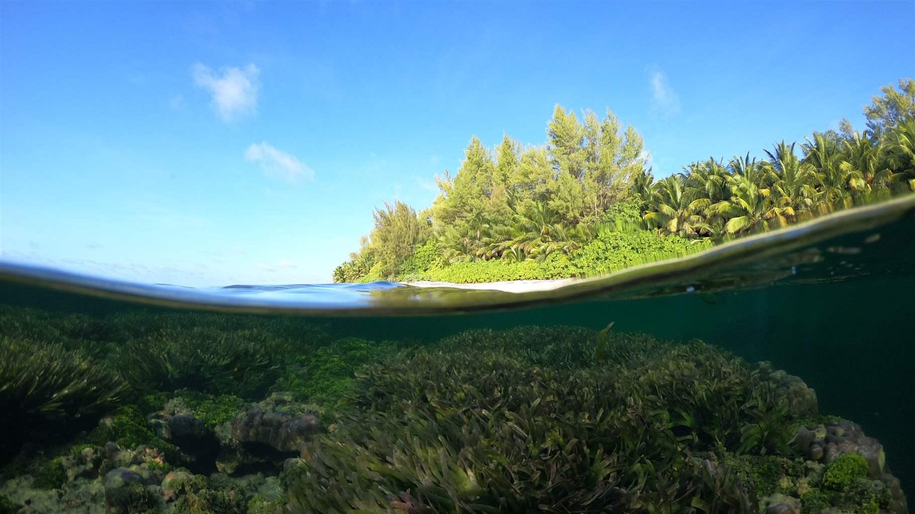 Seychelles seagrass