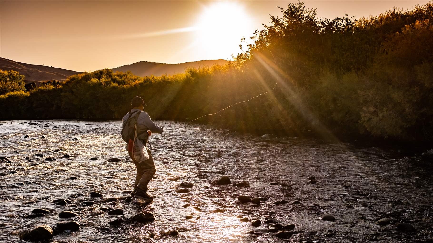 An Asian/Japanese Euro Nymphing Fisherman on the Truckee River, Nevada.