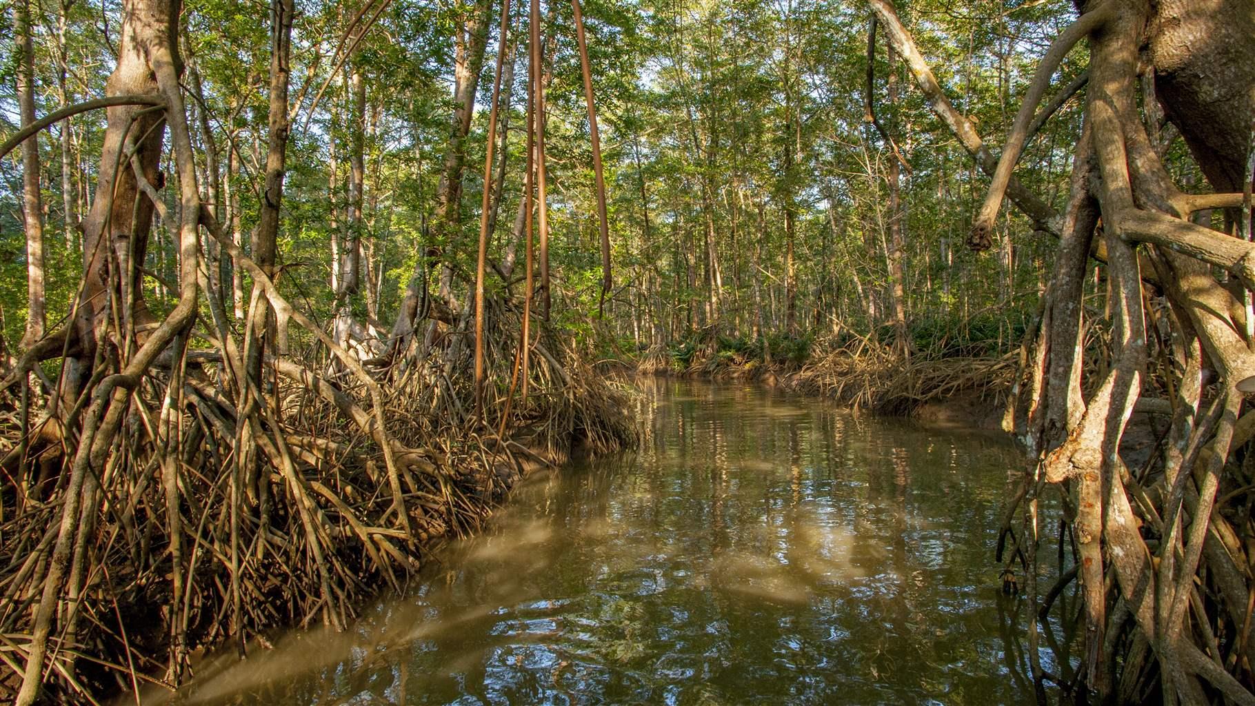 Mangrove forest