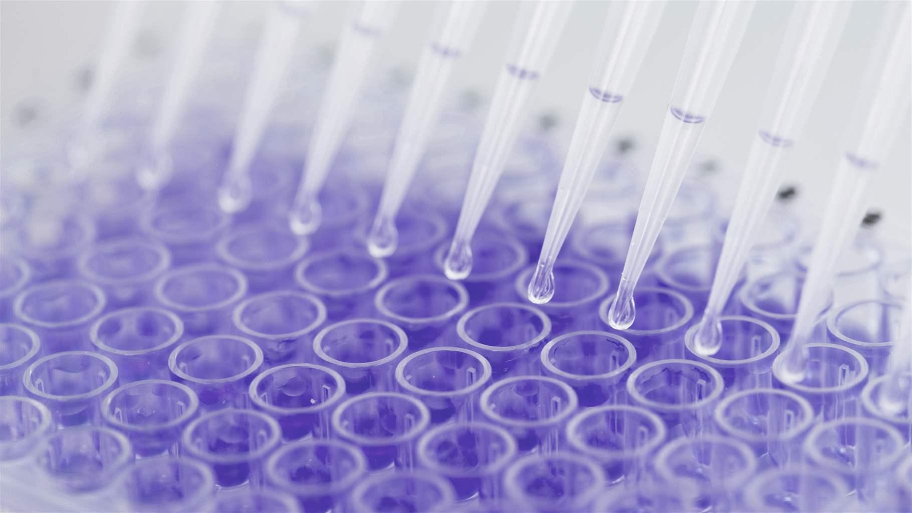 Close up of 96-well microtiter plate with crystal violet solution to examine toxicity