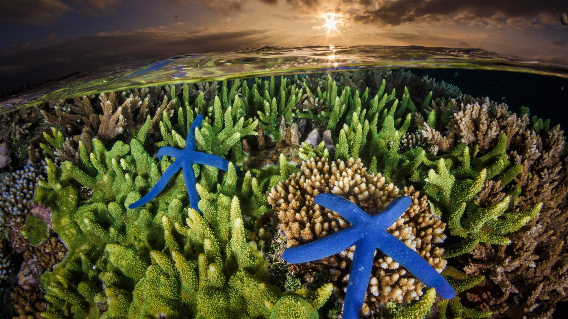 Sea stars