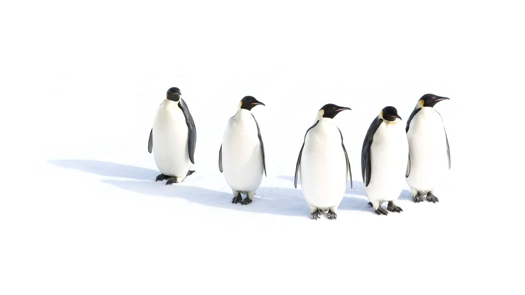 Iconic emperor penguins are one species that benefits from marine protections established in Antarctica’s Ross Sea in October 2016.