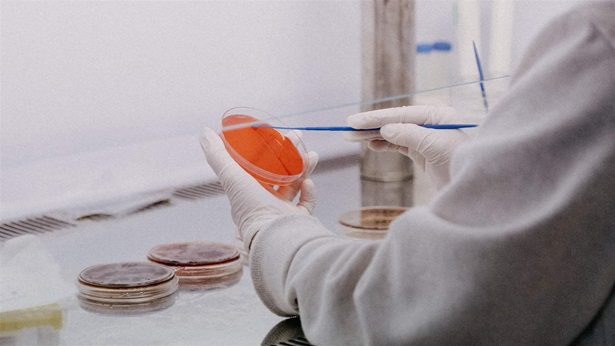 Lab worker swabbing a petri dish with cotton swab