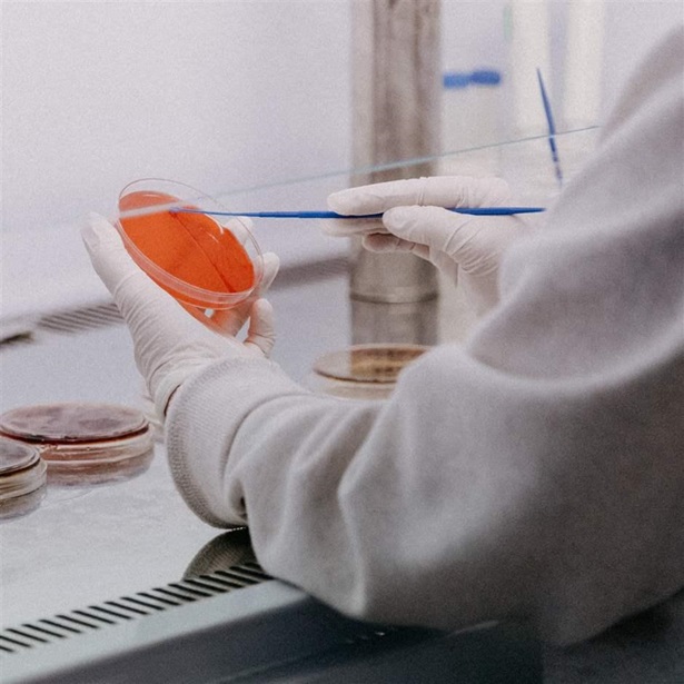 Lab worker swabbing a petri dish with cotton swab