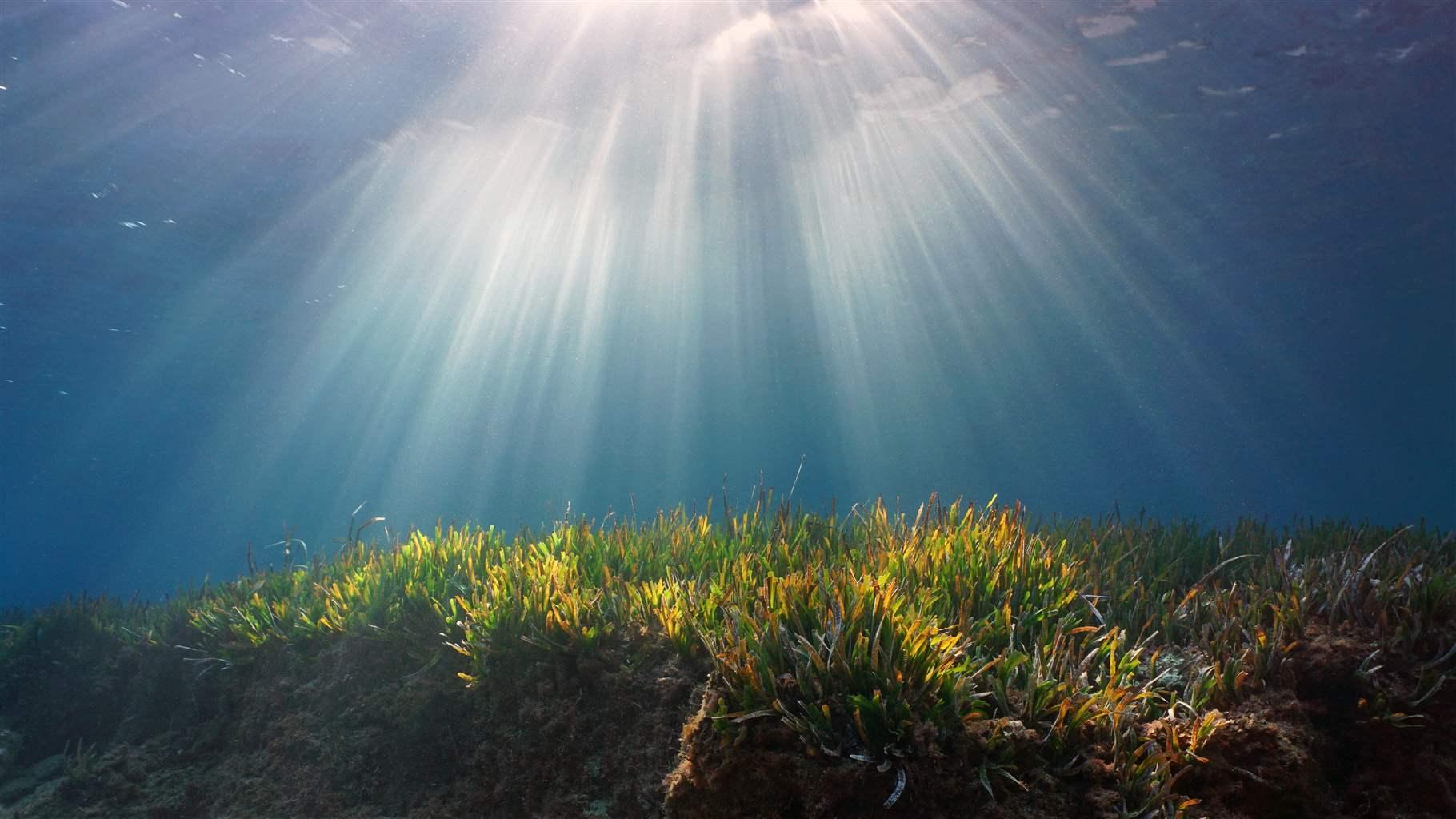 By sequestering carbon and protecting shorelines, seagrass can help communities mitigate and adapt to climate change.