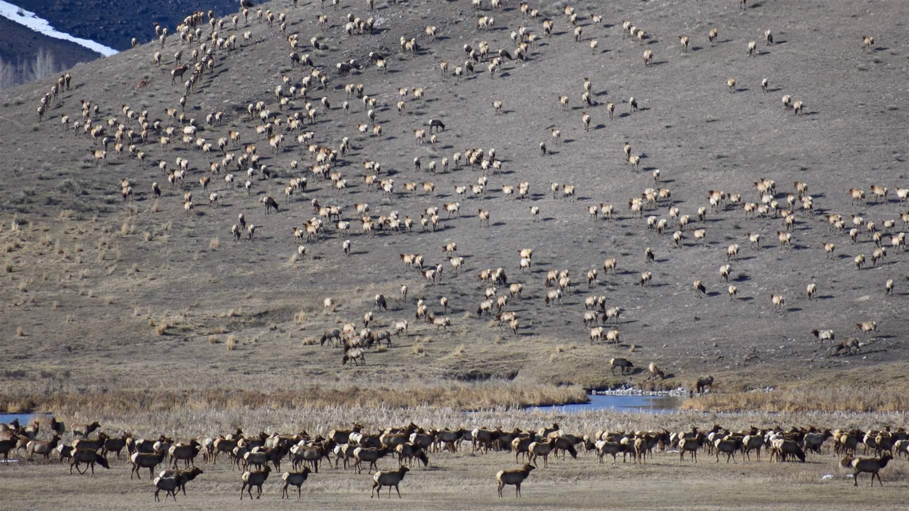 Thousands of elk winter in the National Elk Refuge in Wyoming. As the seasons change, many of these elk will make their way into the Bridger-Teton National Forest.