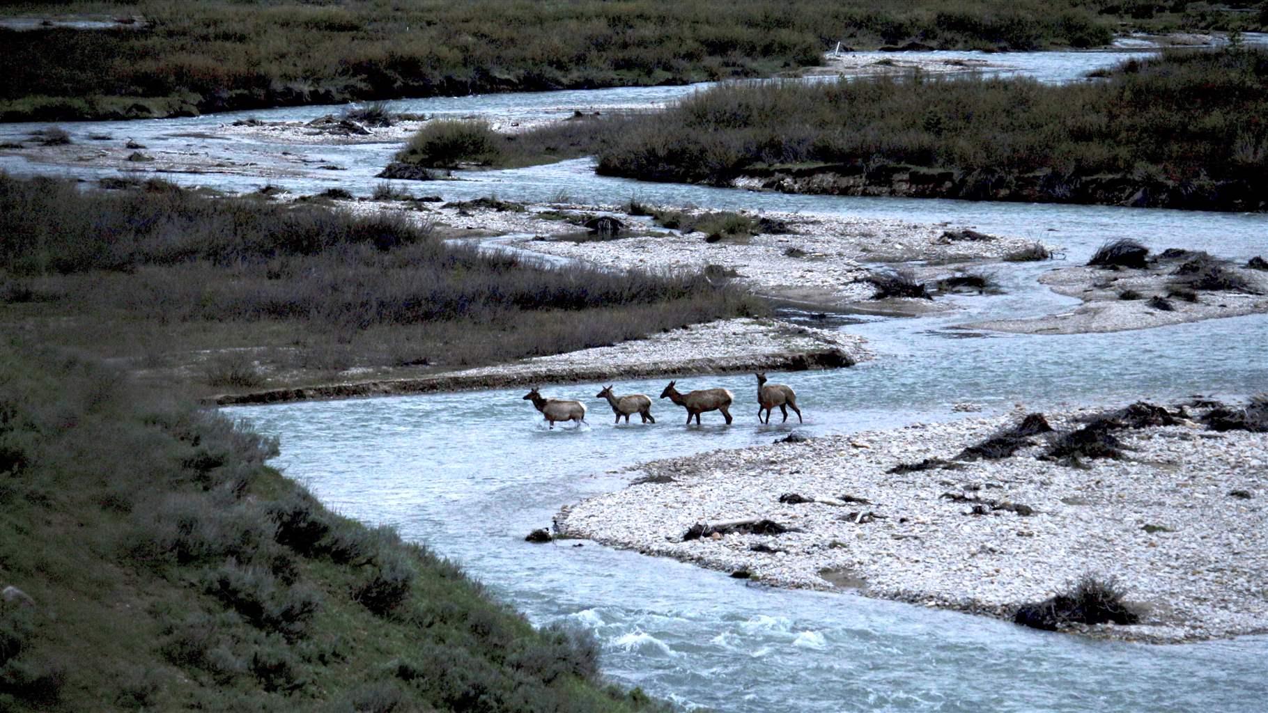 Four elk crossing Granite Creek in the Bridger-Teton National Forest. Wyoming’s landscapes support some of the largest elk herds in the world.