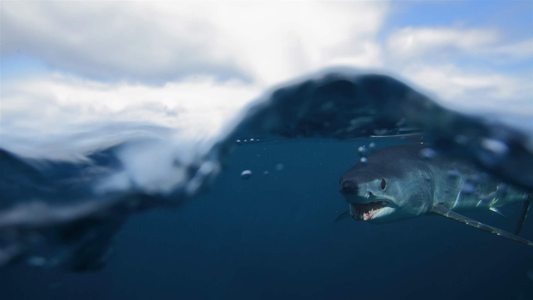 shortfin mako shark