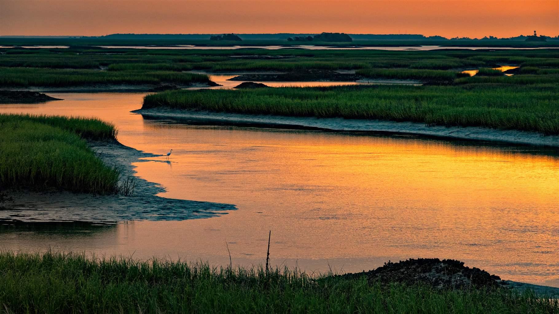 A great egret at sunrise in the salt marsh of the Cape Romain National Wildlife Refuge near Charleston, South Carolina.