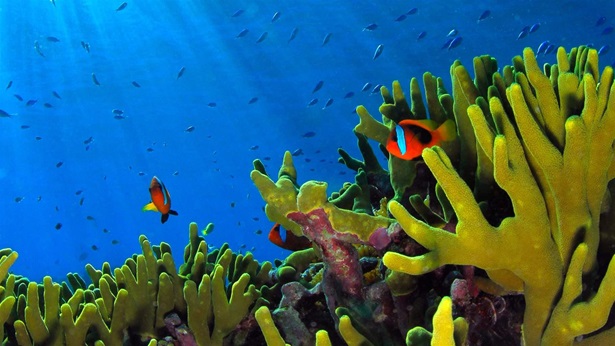 Great barrier reef, Poindimié, New Caledonia clown-fish Amphiprion melanopus and reef
