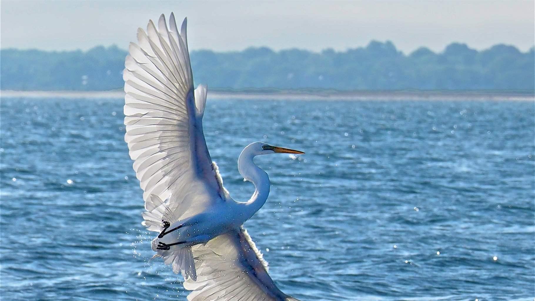 A great white egret flies over a section of the coast off Old Lyme, Connecticut, that is within the proposed site of Connecticut’s first National Estuarine Research Reserve