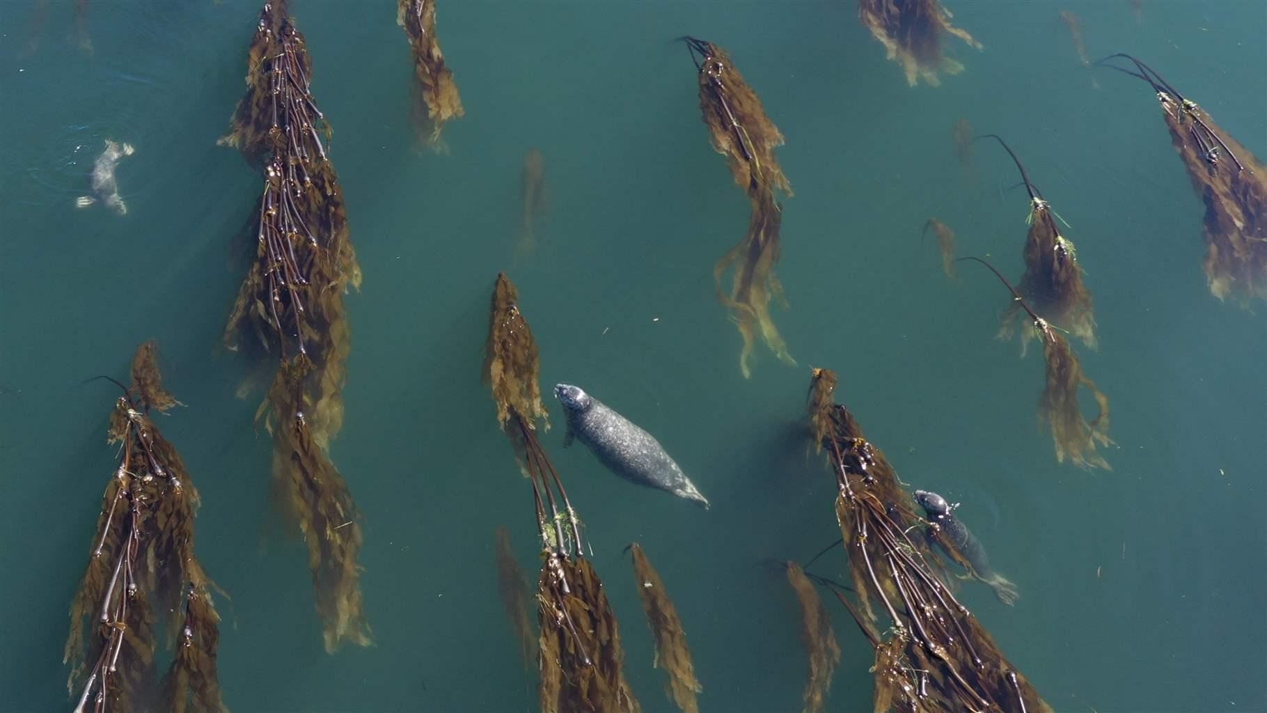 Harbor seal