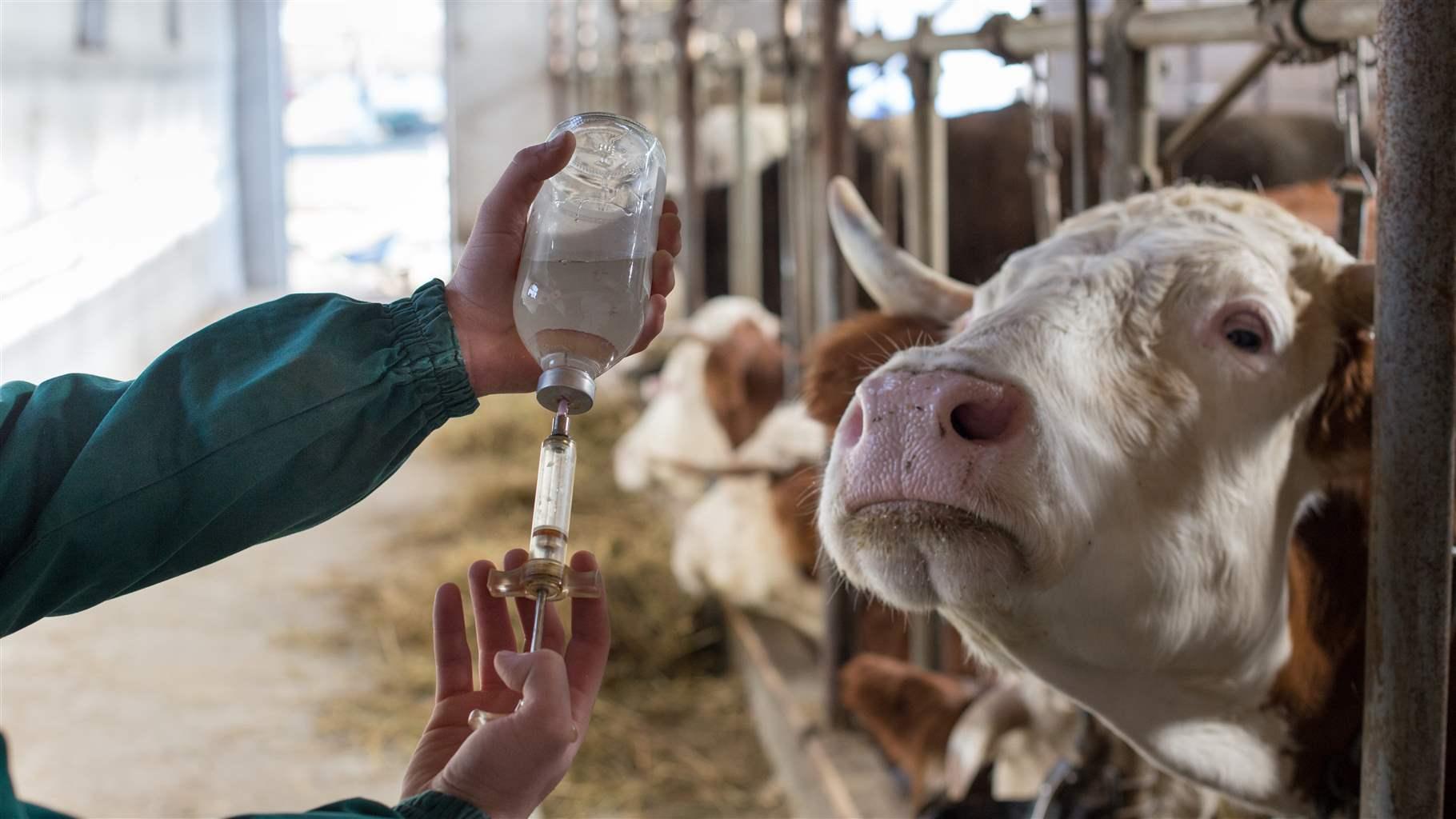 FDA Must Strengthen Guidance for Antibiotic Use in Food Animals | The Pew  Charitable Trusts