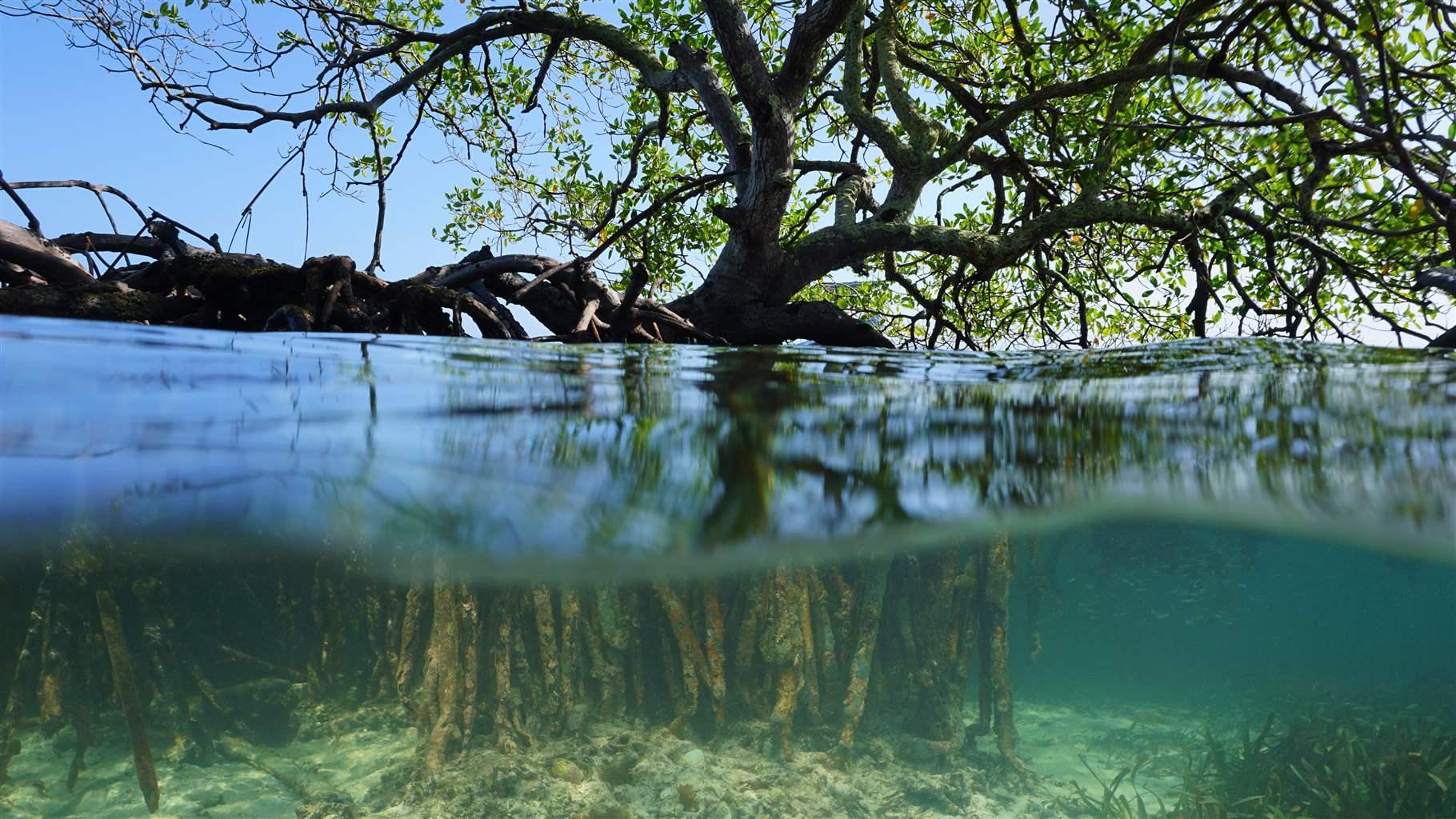 Mangrove