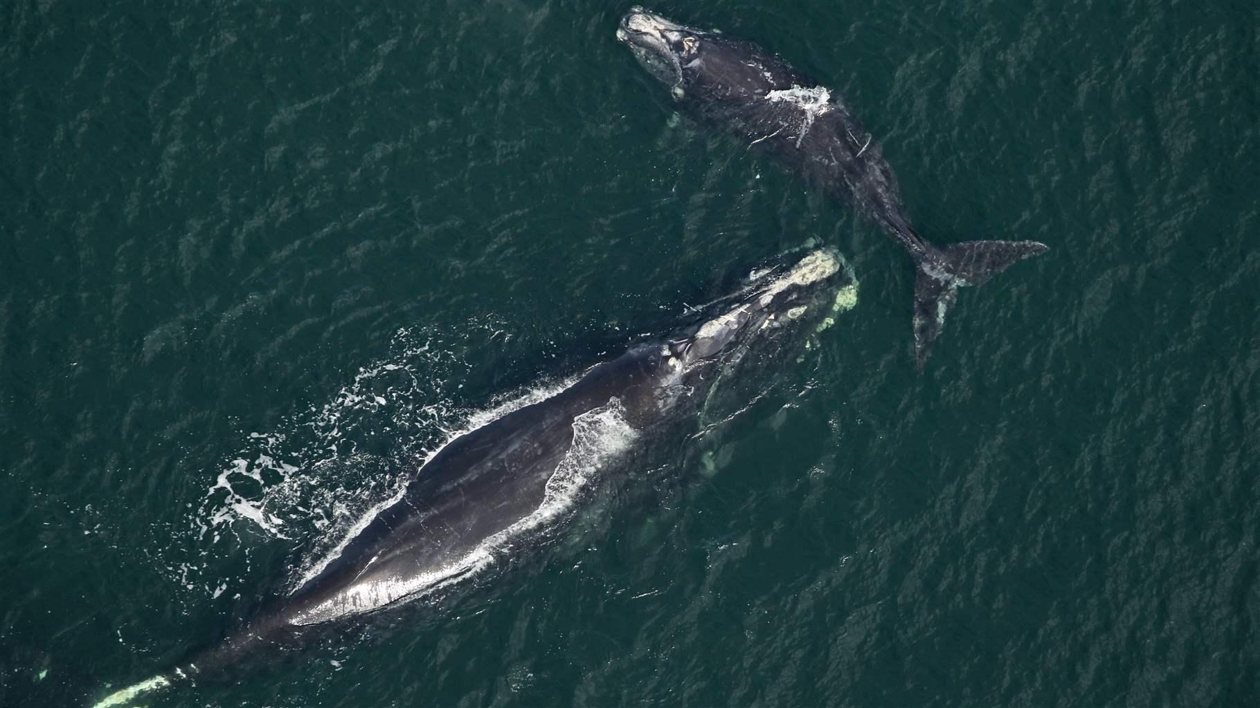 Right whales swimming in the Atlantic ocean. 