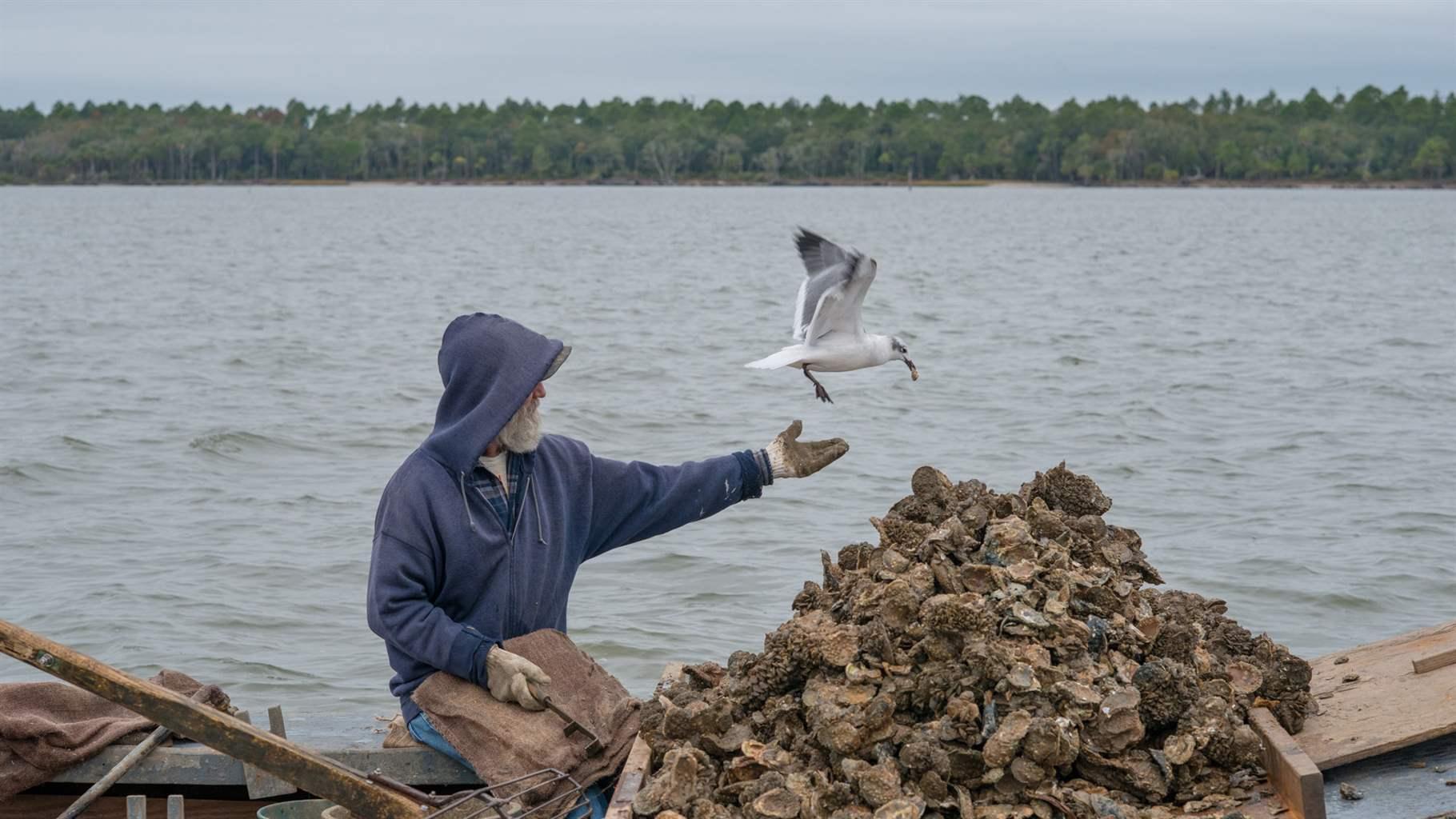 An Apalachicola Bay, Florida, oysterman feeds a gull while sorting his catch in St. Vincent Sound. 