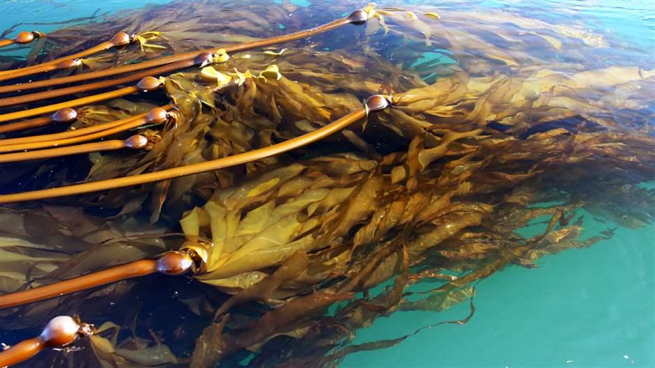 Bull kelp off the coast near Queen Charlotte Lodge in British Columbia.