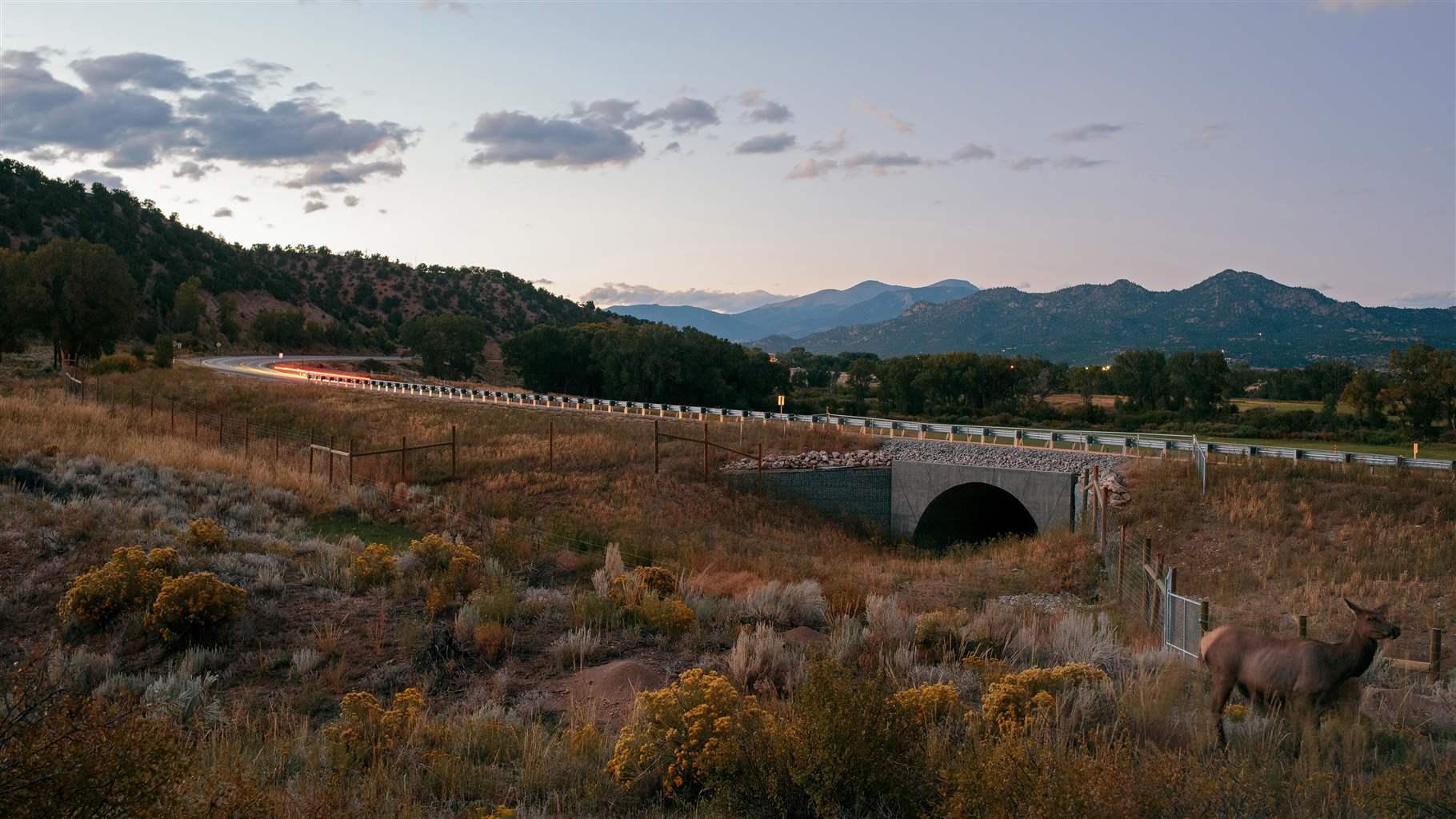 Two elk stand by the road as traffic moves over a large underground crossing structure that allows animals to pass under US 285 at this point on the 2 mile long Safety Treatment Corridor along US 285 just South of Buena Vista, CO. on Tuesday, September 17, 2019.