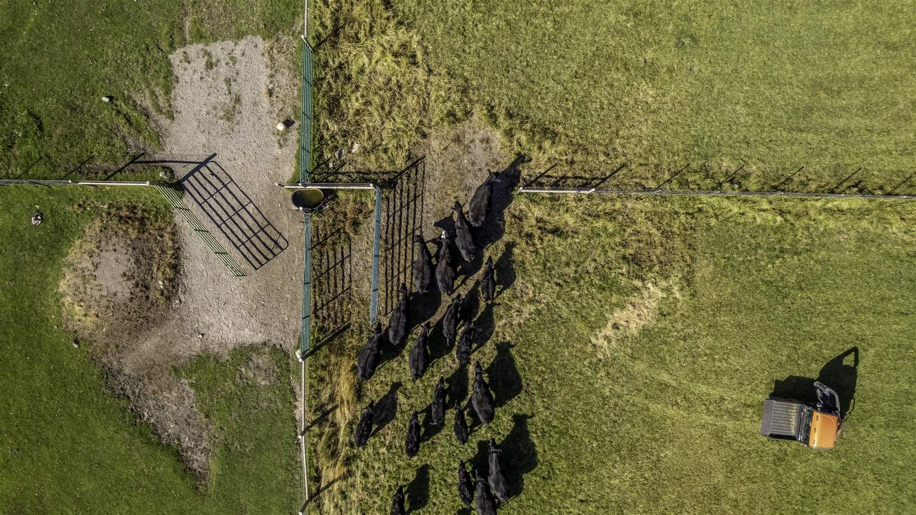 An aerial view of a herd of cattle on a ranch in Nevada leaving through a gate.