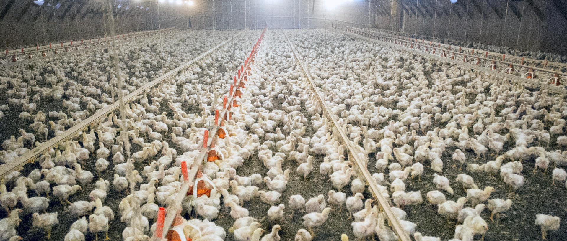 Flock of broiler chickens inside poultry house on eastern shore of Maryland