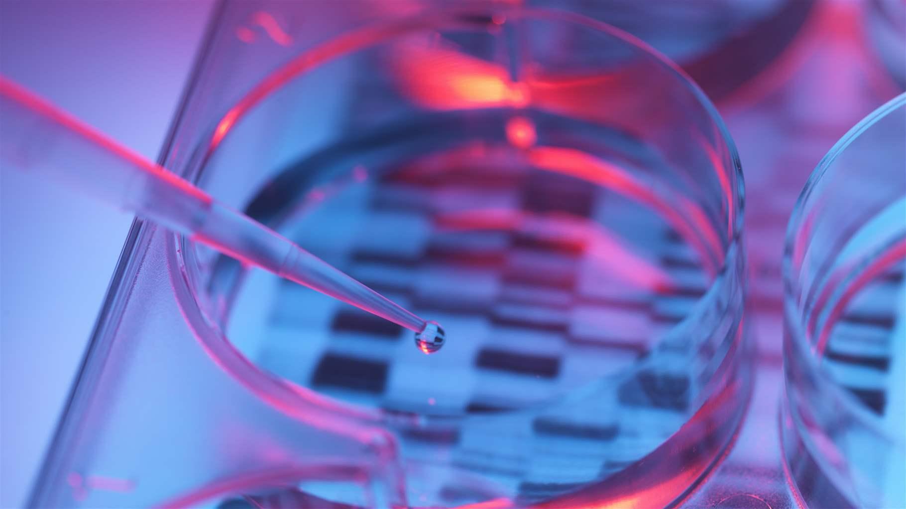 Pipetting sample into tray for DNA testing Pipetting sample into tray for DNA testing