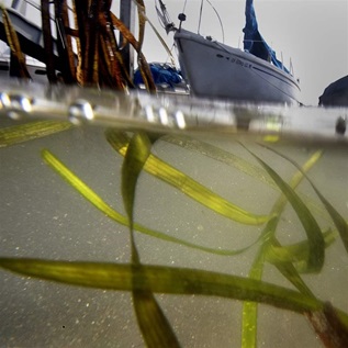 Eelgrass, shown near a yacht tied up at a private dock near Sapphire Ave on the shores of Balboa Island, Newport Beach, a protected species of marine life, is considered a boon to sea creatures, because it provides them with food and protection.