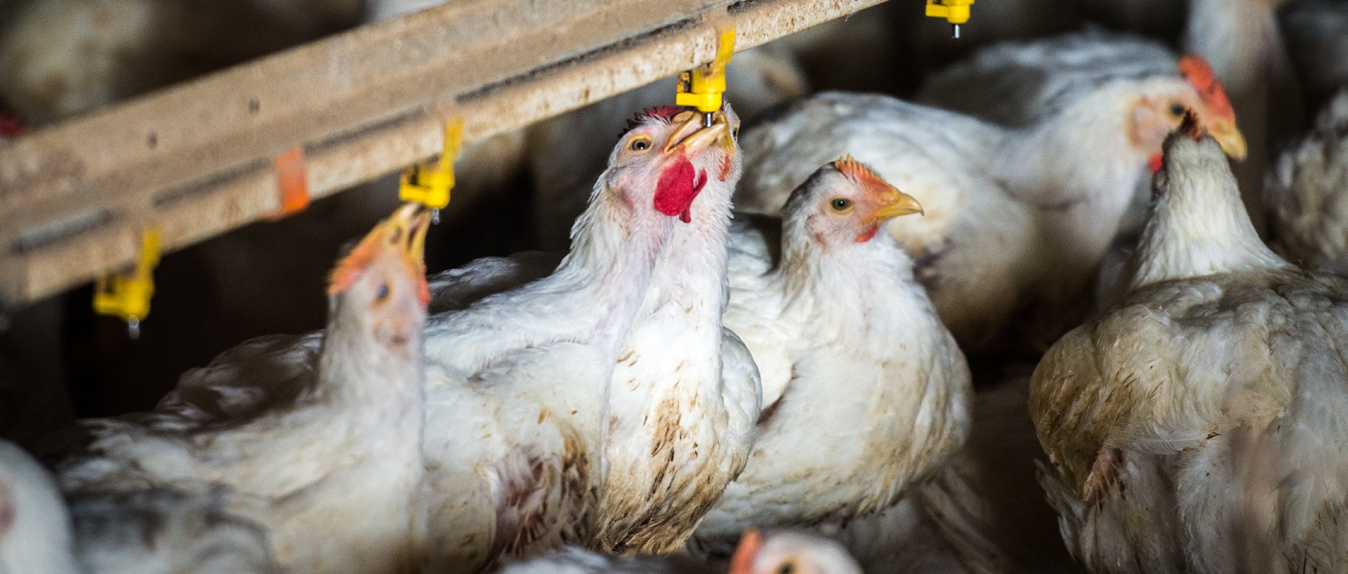 Chickens feeding in an industrial coup