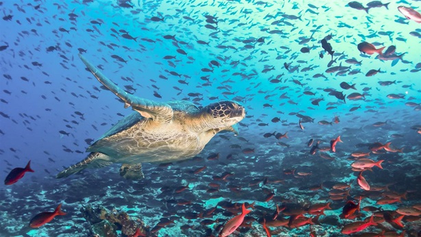 Turtle swimming across a school of fish in Galapagos