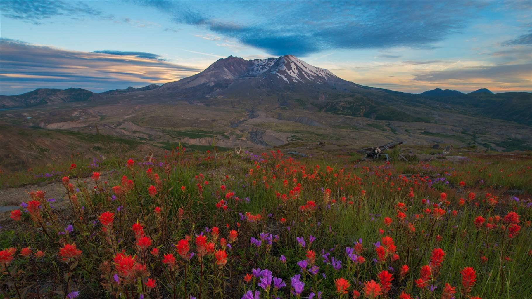 Indian Paintbrush and Penstemon wildflowers and sunset over Mount St. Helens in Washington.