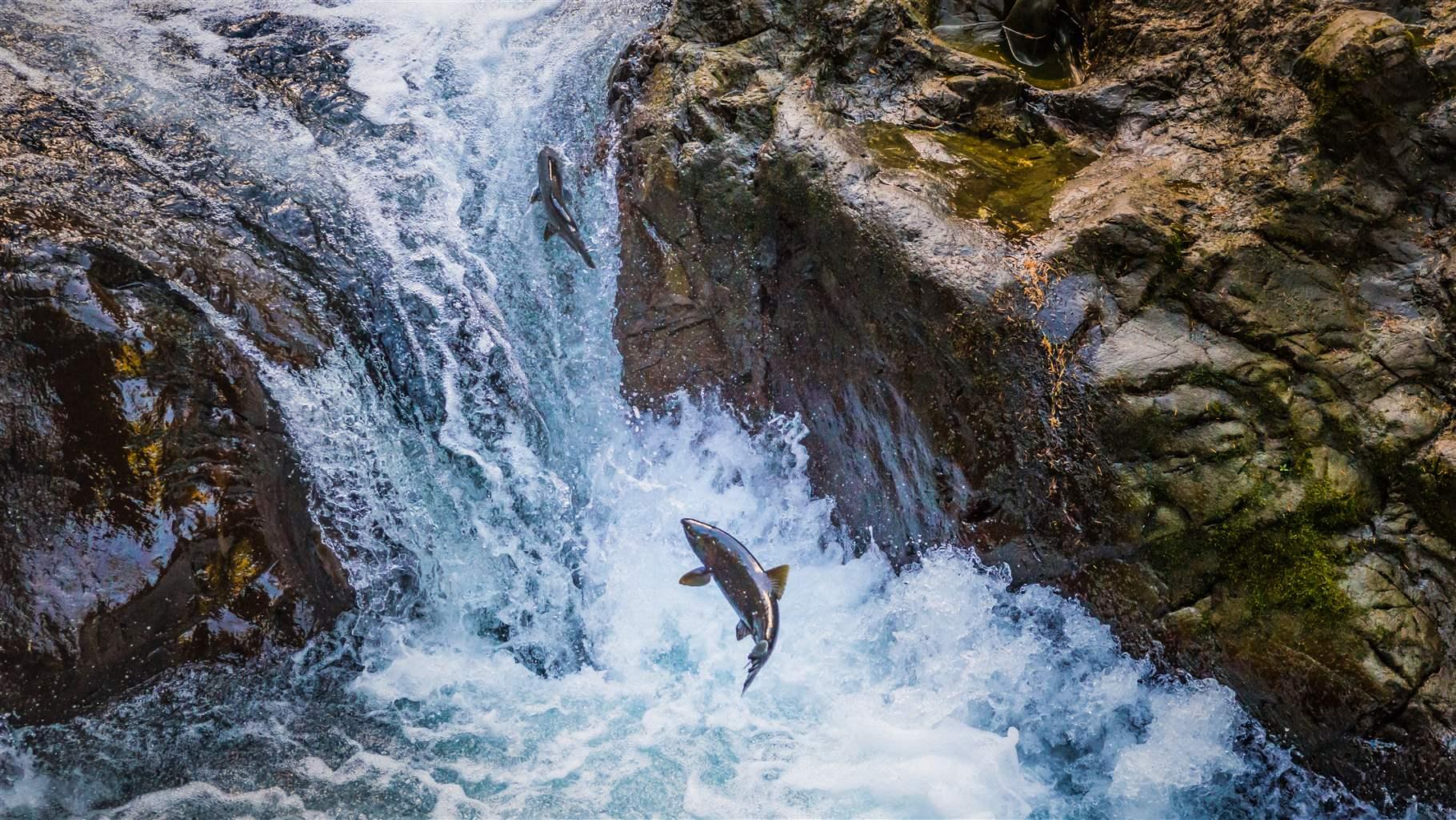 Coho salmon jumping out of the water as its swimming up stream. 
