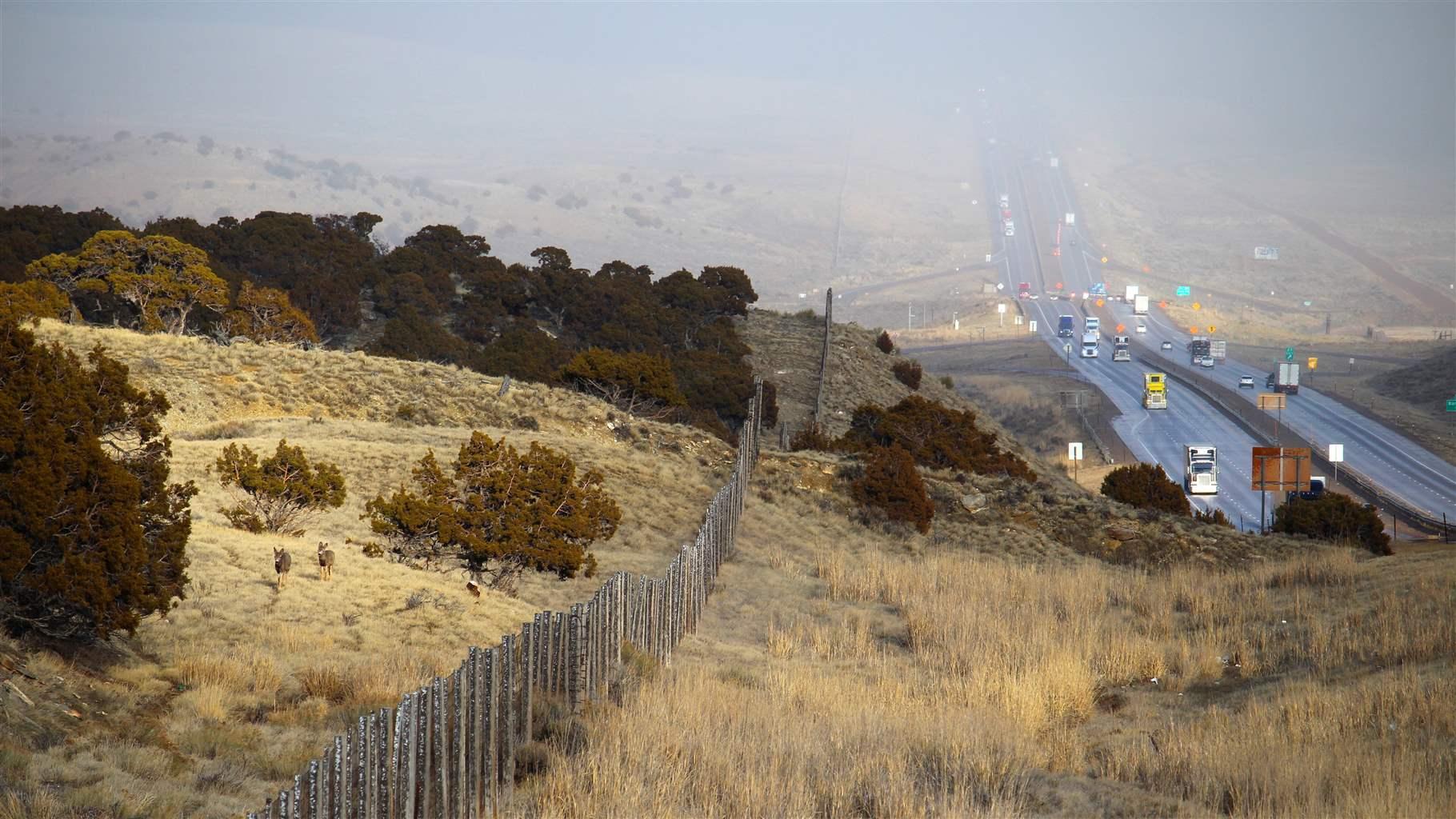 Mule deer walk along tall fencing along I-80 in Wyoming. The highway bisects the herd’s winter range.