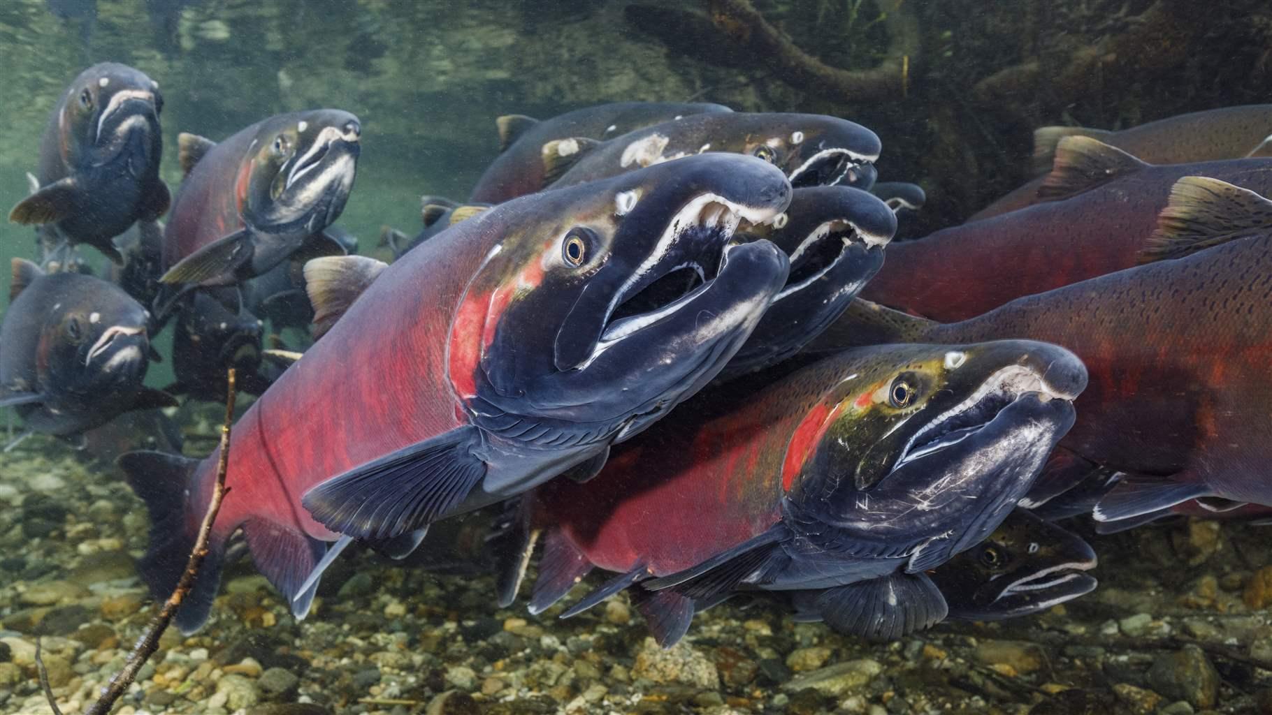 A school of salmon swimming at the bottom of the water with vibrant stripes of reds and pinks along their bodies.