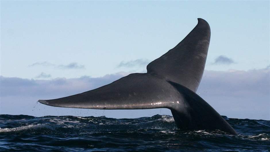 El nuevo Parque Marino Tiktok Golfo Corcovado de Chile protege el hábitat de las ballenas azules y otras especies