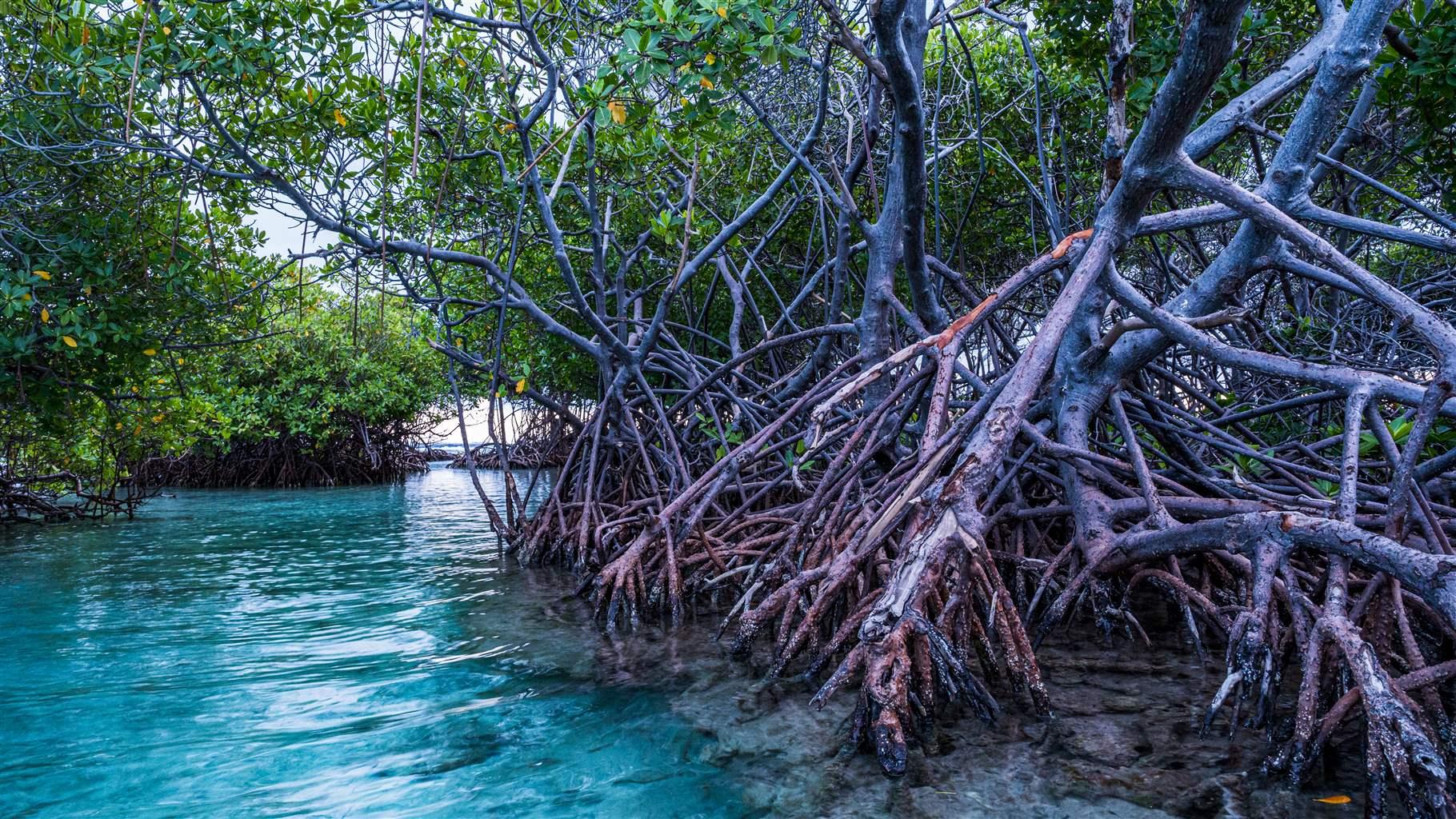 Close-up of mangrove tree growing by a crystal blue river 