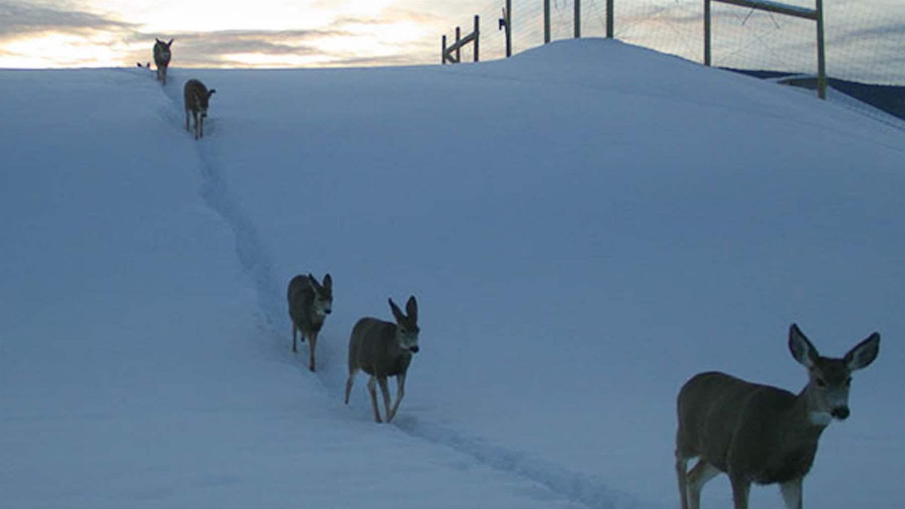 A wildlife camera shows mule deer crossing the State Highway 9 overpass