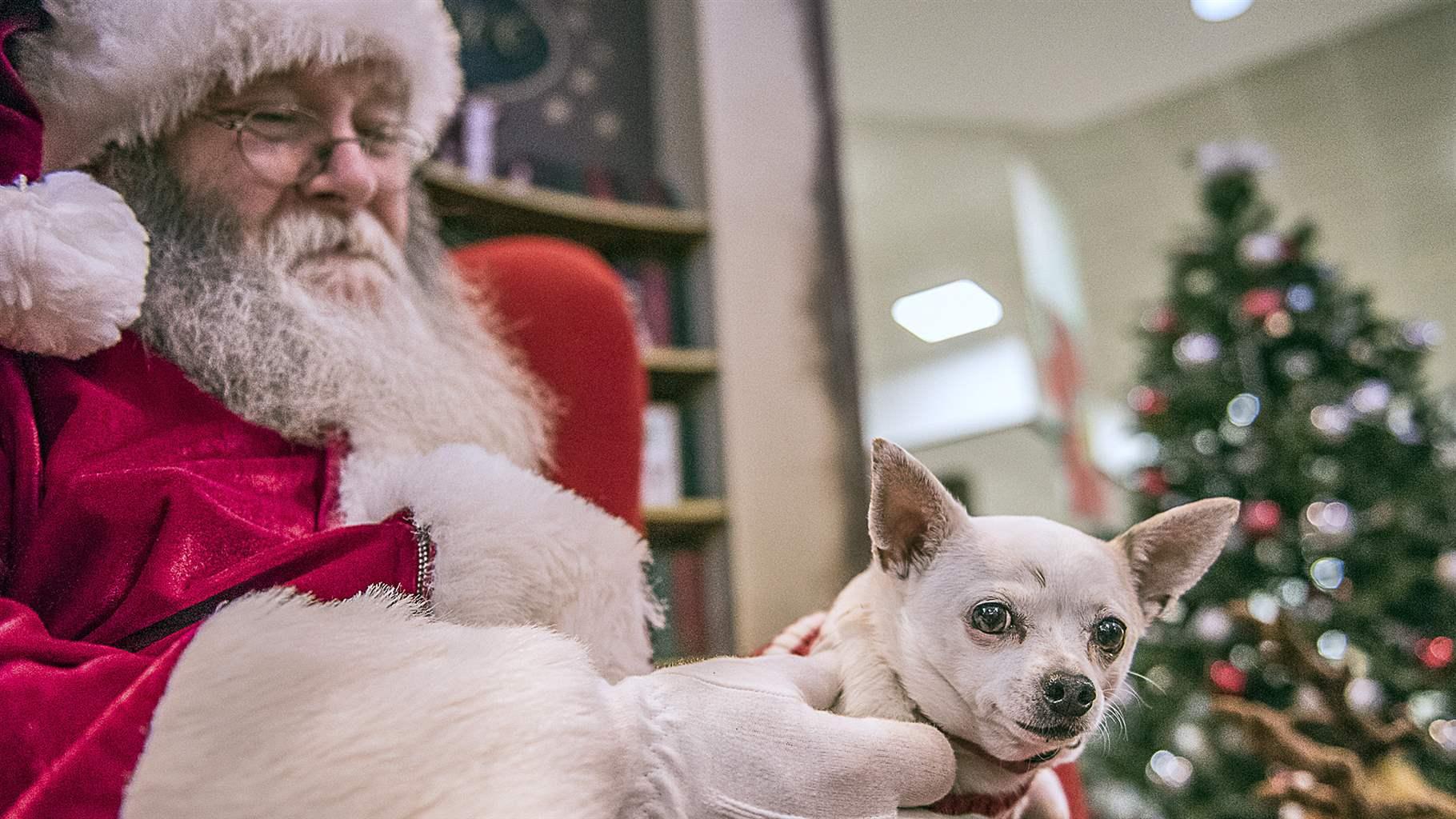 Chihuahua with mall Santa